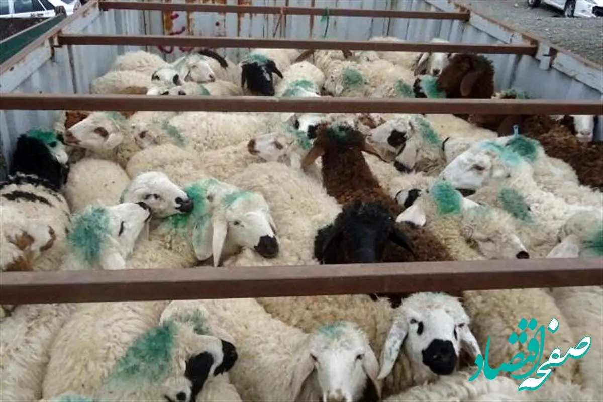 قیمت دام زنده امروز پنجشنبه ۱۰ اسفند ماه ۱۴۰۲ | گوسفند در کدام استان ارزان‎تر است؟
