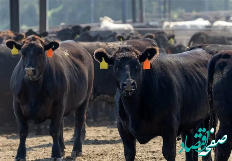 رکورد تاریخی ۲۵۰ سنت؛ چرا قیمت گاو در جهان از طلا هم پیشی گرفت؟