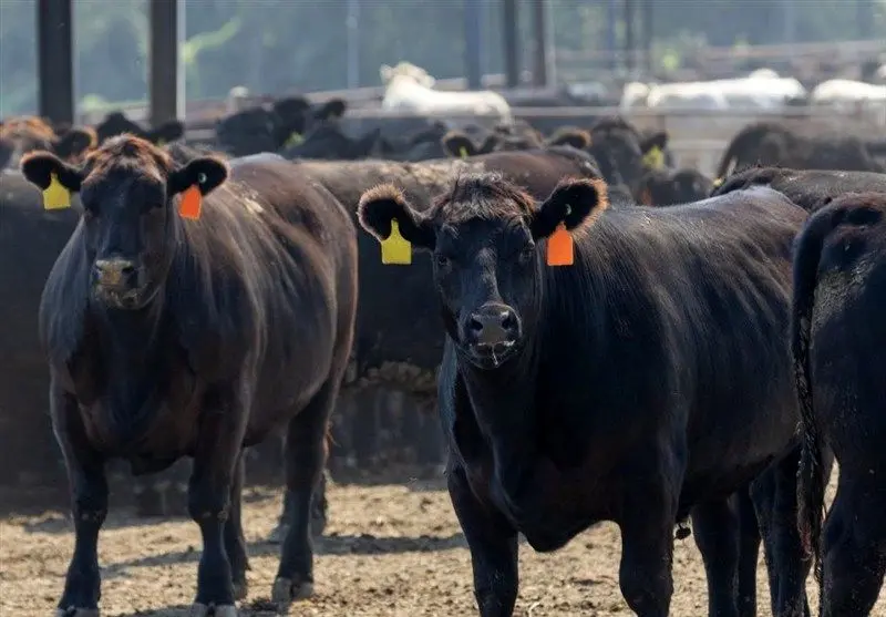 رکورد تاریخی ۲۵۰ سنت؛ چرا قیمت گاو در جهان از طلا هم پیشی گرفت؟