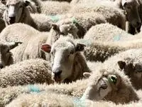 قیمت دام زنده امروز چهارشنبه ۲۱ شهریور ۱۴۰۳/ نرخ گوسفند زنده در تهران چند؟ + جدول