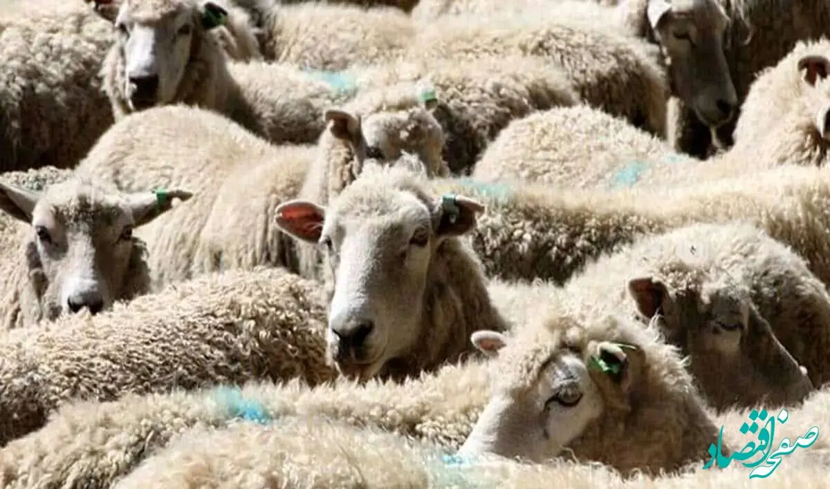 قیمت دام زنده امروز چهارشنبه ۲۱ شهریور ۱۴۰۳/ نرخ گوسفند زنده در تهران چند؟ + جدول