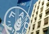آخرین خبر از بازار مواد غذایی به گفته فائو