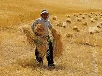 سهم کشاورزان هر استان از دریافت ۱۵۶ هزار میلیارد تومان پول تحویل گندم