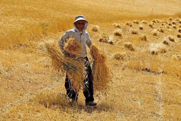 سهم کشاورزان هر استان از دریافت ۱۵۶ هزار میلیارد تومان پول تحویل گندم