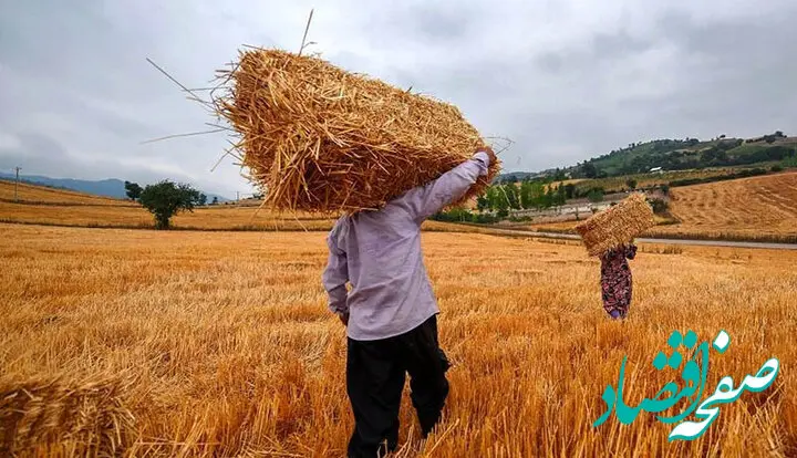 جبران زحمات کشاورزان/ قیمت خرید تضمینی گندم 15 درصد افزایش یافت!