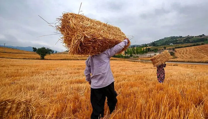 جبران زحمات کشاورزان/ قیمت خرید تضمینی گندم 15 درصد افزایش یافت!