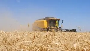 تکلیف پرداخت حق بیمه اراضی گندم روشن شد