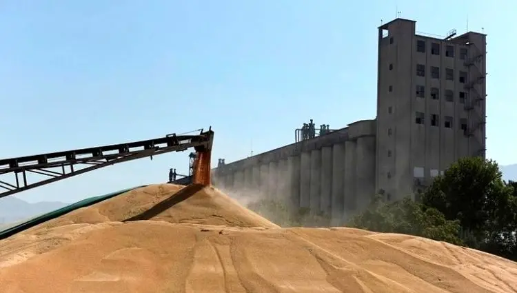 آخرین خبر از خرید تضمینی گندم امروز دوشنبه ۲۵ خرداد ۱۴۰۵ 