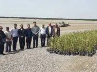 آغاز پروژه بزرگ کاشت نهال حرا توسط شرکت پتروشیمی کارون