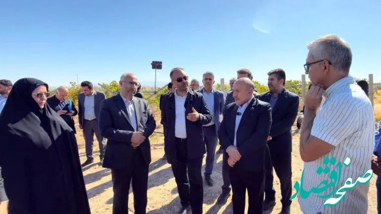 طلوع امید در دشت ارس؛ کشت موفق انگور در مزرعه ۴۰۰ هکتاری قِیقاج