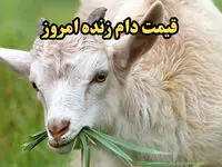 شوک به بازار دام/ آخرین قیمت دام زنده امروز پنجشنبه ۱۱ بهمن ۱۴۰۳
