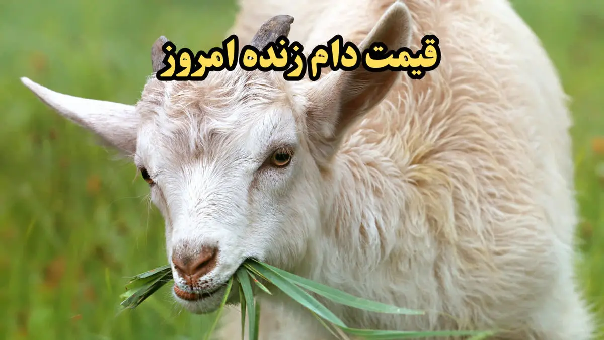 شوک به بازار دام/ آخرین قیمت دام زنده امروز پنجشنبه ۱۱ بهمن ۱۴۰۳