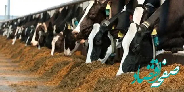 اعلام نرخ تورم در مرغداری‌ها و گاوداری‌ها 