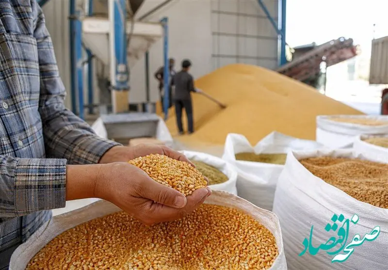آزمون جنگی تاب‌آوری زنجیره تأمین؛ چرا ۷۰ درصد ترخیص کالاهای اساسی به خوراک دام و طیور اختصاص یافت؟