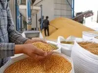 آزمون جنگی تاب‌آوری زنجیره تأمین؛ چرا ۷۰ درصد ترخیص کالاهای اساسی به خوراک دام و طیور اختصاص یافت؟