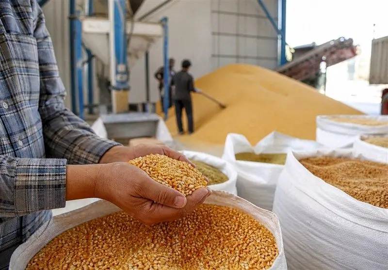 آزمون جنگی تاب‌آوری زنجیره تأمین؛ چرا ۷۰ درصد ترخیص کالاهای اساسی به خوراک دام و طیور اختصاص یافت؟