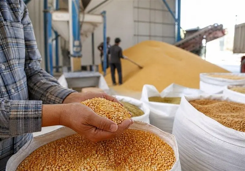 آزمون جنگی تاب‌آوری زنجیره تأمین؛ چرا ۷۰ درصد ترخیص کالاهای اساسی به خوراک دام و طیور اختصاص یافت؟
