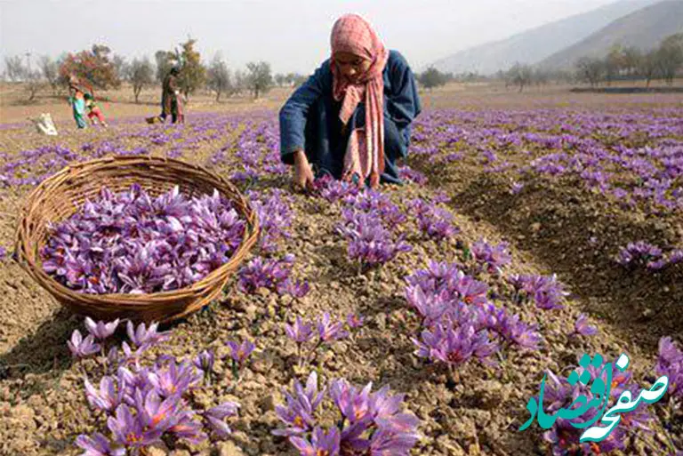 بازارگاه و ارز ترجیحی / چالش‌های سامانه بازارگاه و سیاست‌های ارزی در صنعت زعفران