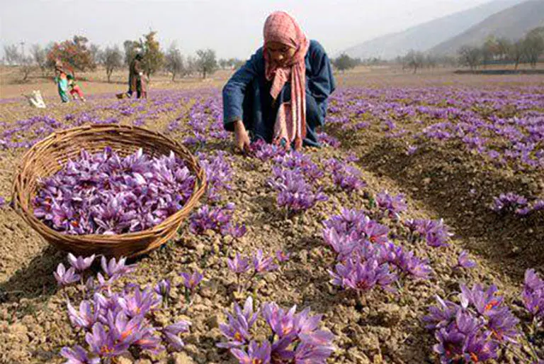 بازارگاه و ارز ترجیحی / چالش‌های سامانه بازارگاه و سیاست‌های ارزی در صنعت زعفران