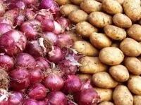 توزیع روزانه سیب‌زمینی و پیاز به سقف ۱۵۰۰ تن رسید