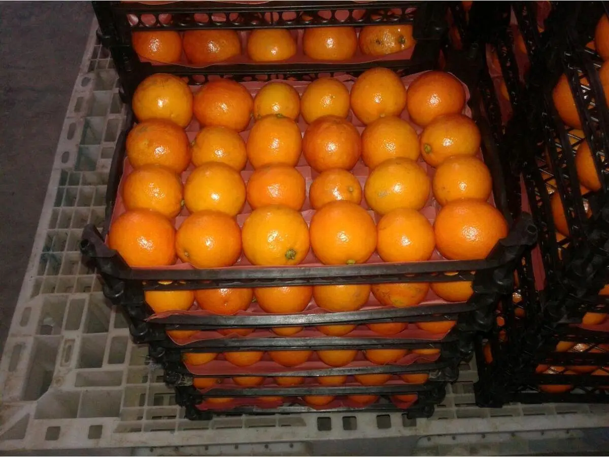 قیمت عجیب پرتقال در بازار | چرا پرتقال انقدر گران شد؟