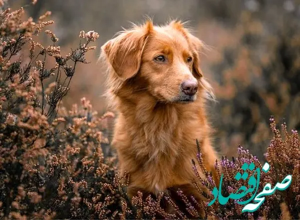 حکم چسبیدن موی سگ روی لباس نمازگزار چیست؟ | آیا موی سگ نجس است؟ 