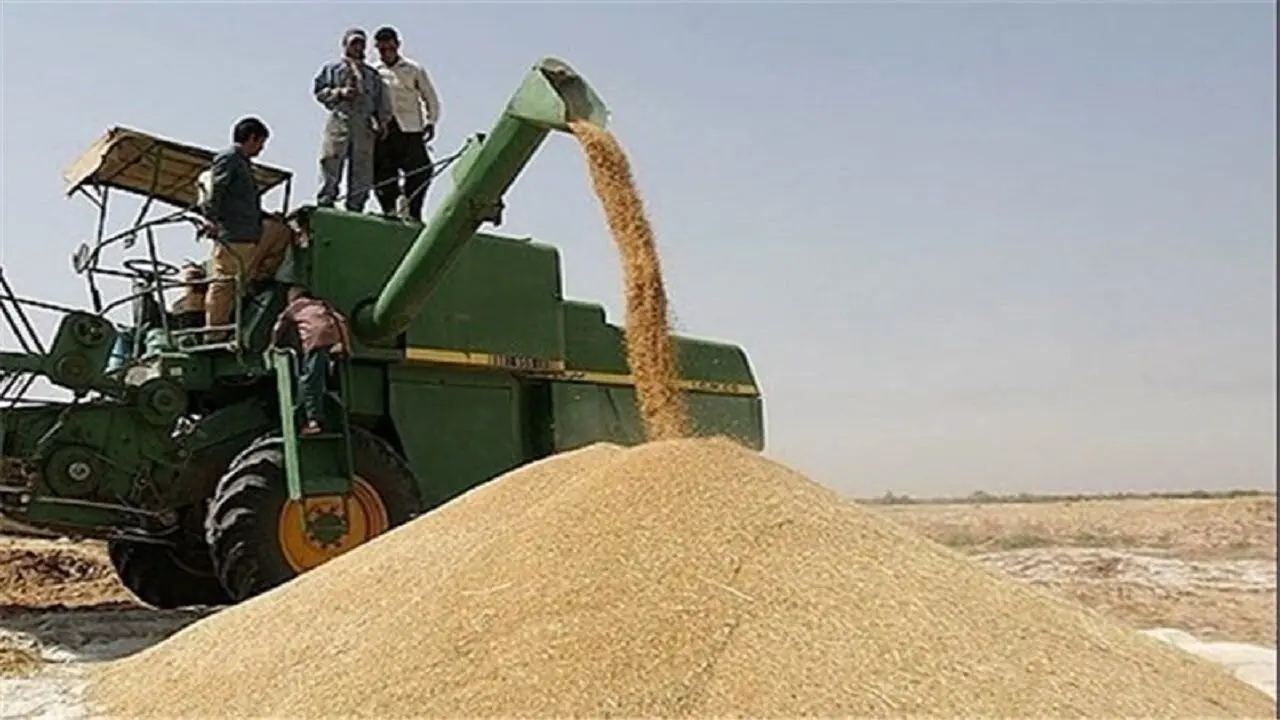 این خبر جدید را گندمکاران باید حتما بخوانند | خبرای خوبی در راه است