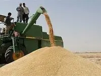این خبر جدید را گندمکاران باید حتما بخوانند | خبرای خوبی در راه است