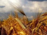 آخرین خبر از خریدتضمینی گندم در سال زراعی که گذشت 