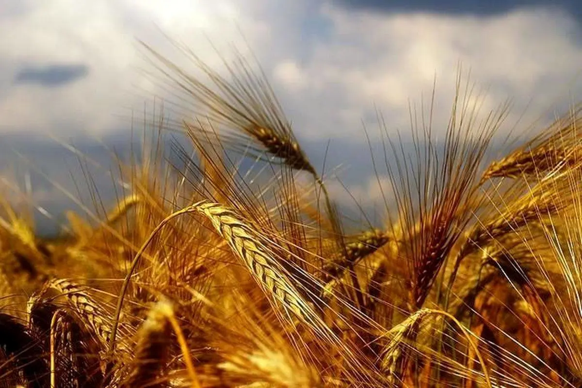 گندمکاران خسارت دیرکرد بگیرند