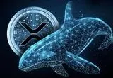 نهنگ ها ۳۶۰ میلیون واحد ریپل خریدند؛ آیا صعود بزرگی در پیش است؟