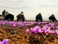 آخرین خبر از قیمت جدید زعفران امروز دوشنبه ۳ مهر ۱۴۰۲ | زعفران کیلویی چند؟ 