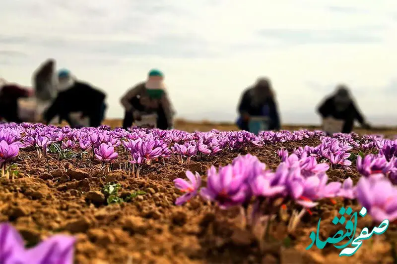 داد وستد ۶۱ میلیارد تومانی صندوق‌های مبتنی بر زعفران در بورس کالا