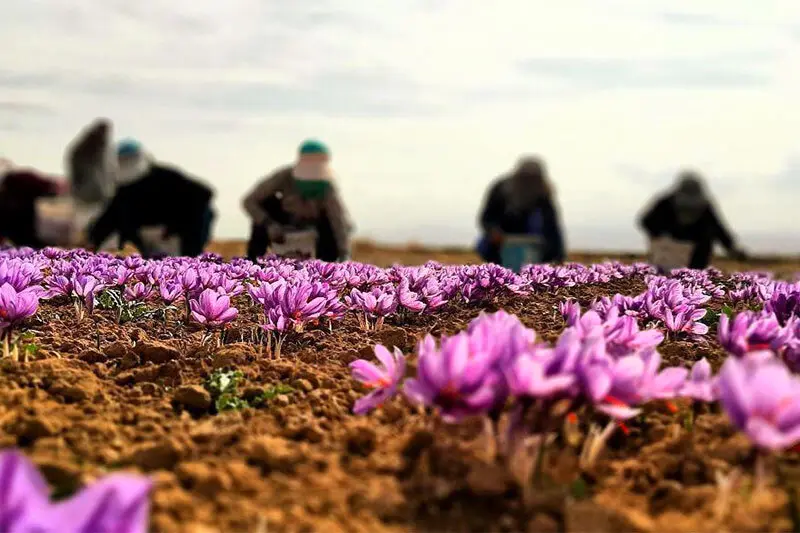 آخرین خبر از قیمت جدید زعفران امروز دوشنبه ۳ مهر ۱۴۰۲ | زعفران کیلویی چند؟ 