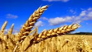 کمیسیون کشاورزی به‌دنبال افزایش نرخ گندم/ آیا قیمت خرید تضمینی گندم افزایش می‌یابد؟