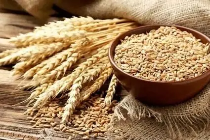 ثبت سفارش گندم تا کی ادامه دارد؟ 