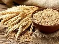 ثبت سفارش گندم تا کی ادامه دارد؟ 