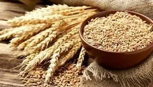 ثبت سفارش گندم تا کی ادامه دارد؟ 
