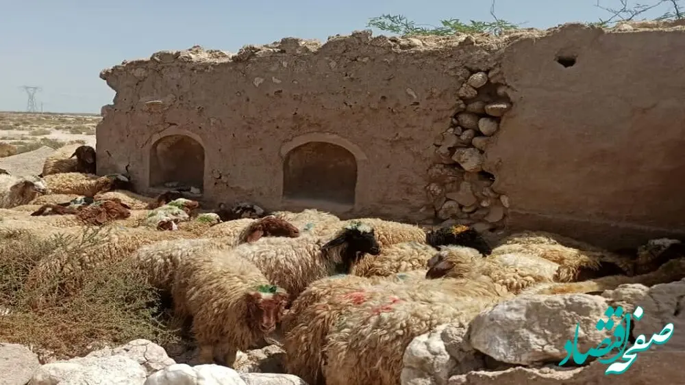 آخرین خبر از قیمت جدید دام زنده امروز ۸ مهر ماه ۱۴۰۲ | جزییات تغییر قیمت