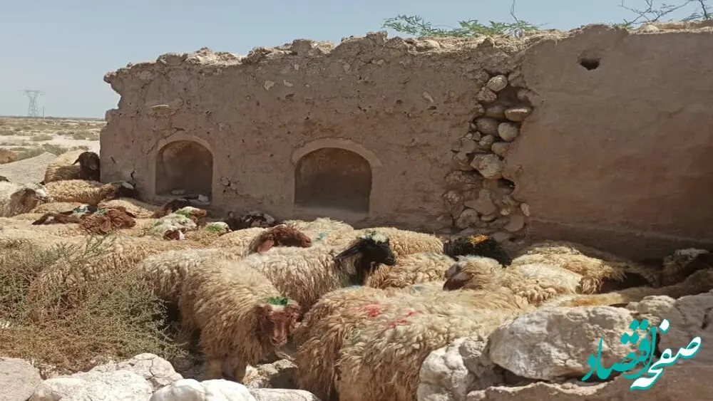 آخرین خبر از قیمت جدید دام زنده امروز ۸ مهر ماه ۱۴۰۲ | جزییات تغییر قیمت