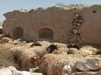 آخرین خبر از قیمت جدید دام زنده امروز ۸ مهر ماه ۱۴۰۲ | جزییات تغییر قیمت