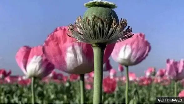 شقایق الیفرا جایگزین خشخاش برای تأمین مواد اولیه دارویی می‌شود