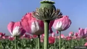 شقایق الیفرا جایگزین خشخاش برای تأمین مواد اولیه دارویی می‌شود