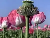 شقایق الیفرا جایگزین خشخاش برای تأمین مواد اولیه دارویی می‌شود
