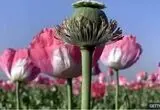 شقایق الیفرا جایگزین خشخاش برای تأمین مواد اولیه دارویی می‌شود