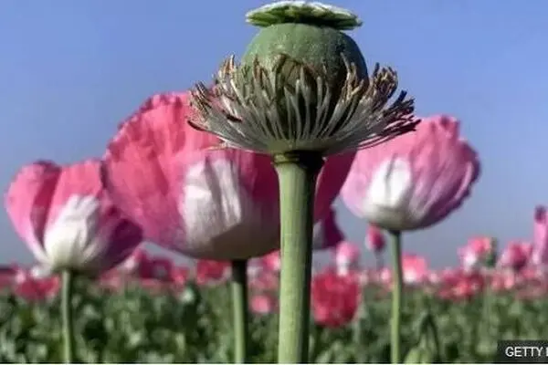 شقایق الیفرا جایگزین خشخاش برای تأمین مواد اولیه دارویی می‌شود