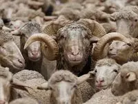 قیمت دام‌ زنده امروز پنجشنبه ۱۰ آبان ماه ۱۴۰۳ و تغییر قیمت