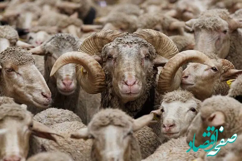 قیمت دام‌ زنده امروز پنجشنبه ۱۰ آبان ماه ۱۴۰۳ و تغییر قیمت