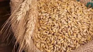 معادله تولید و واردات؛ آیا با توسعه کشت قراردادی به خودکفایی جو می‌رسیم؟