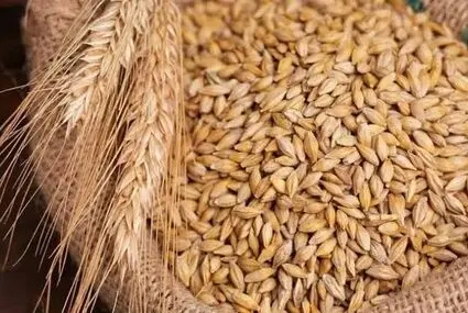 معادله تولید و واردات؛ آیا با توسعه کشت قراردادی به خودکفایی جو می‌رسیم؟